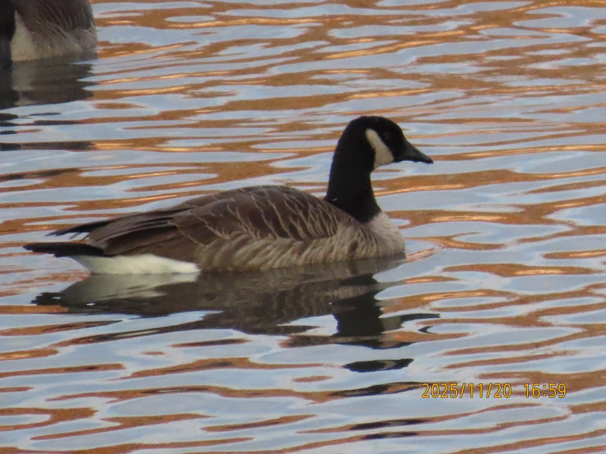 小加拿大雁 - ML645564481