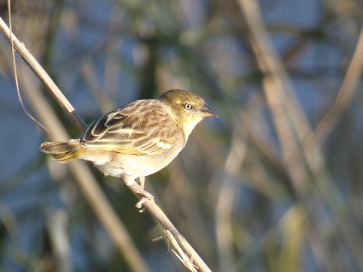 Schwarzkopfweber - ML645564485