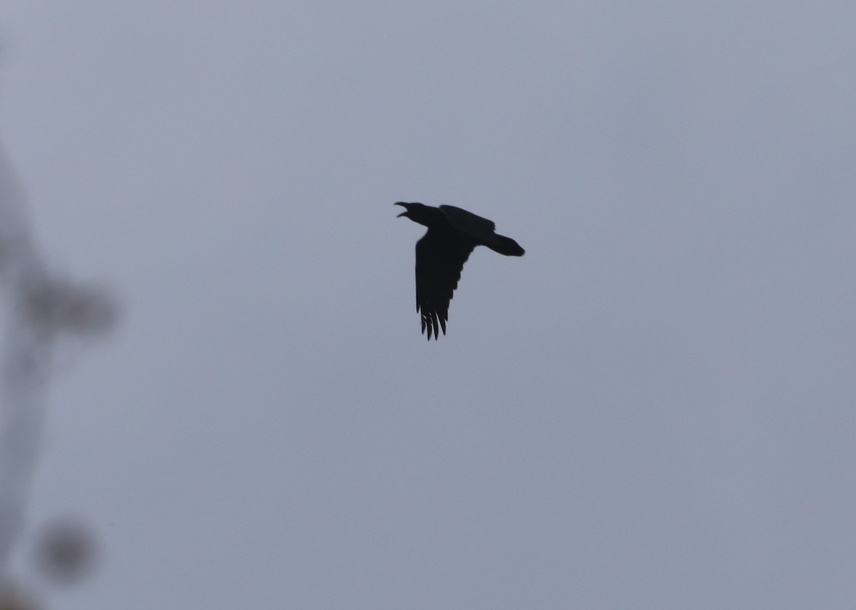 עורב שחור - ML645564486