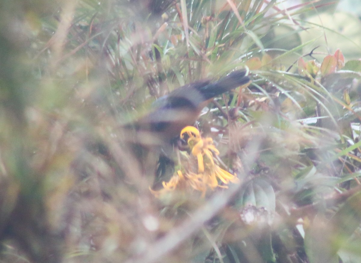 Blue-backed Conebill - ML645564488