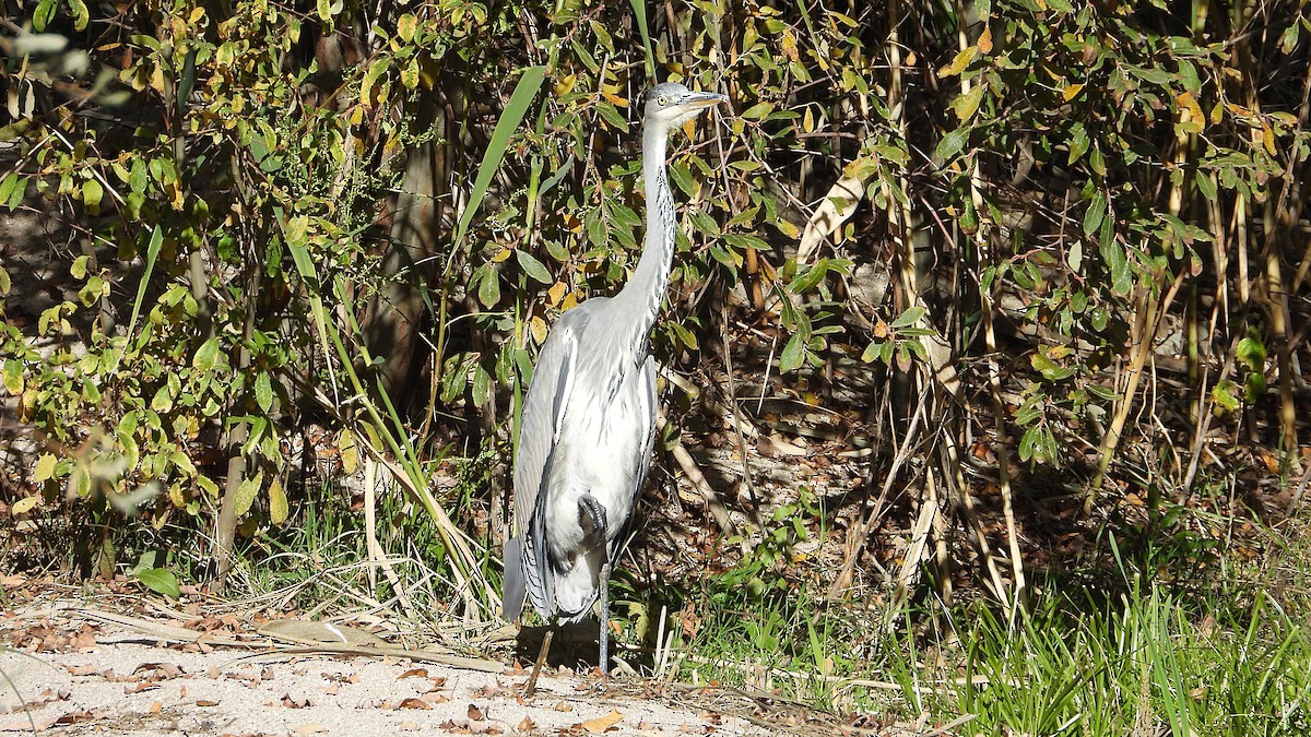 Graureiher - ML645564489