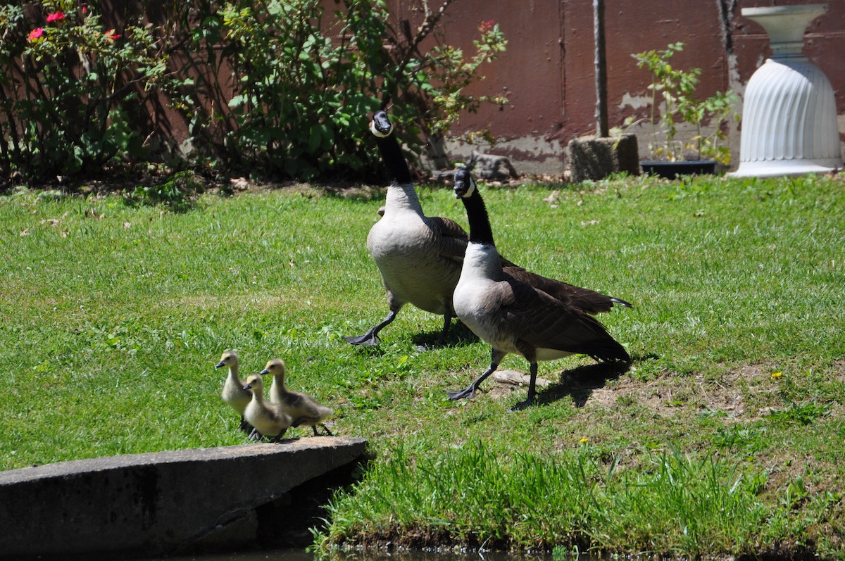 Kanadagans - ML645564490