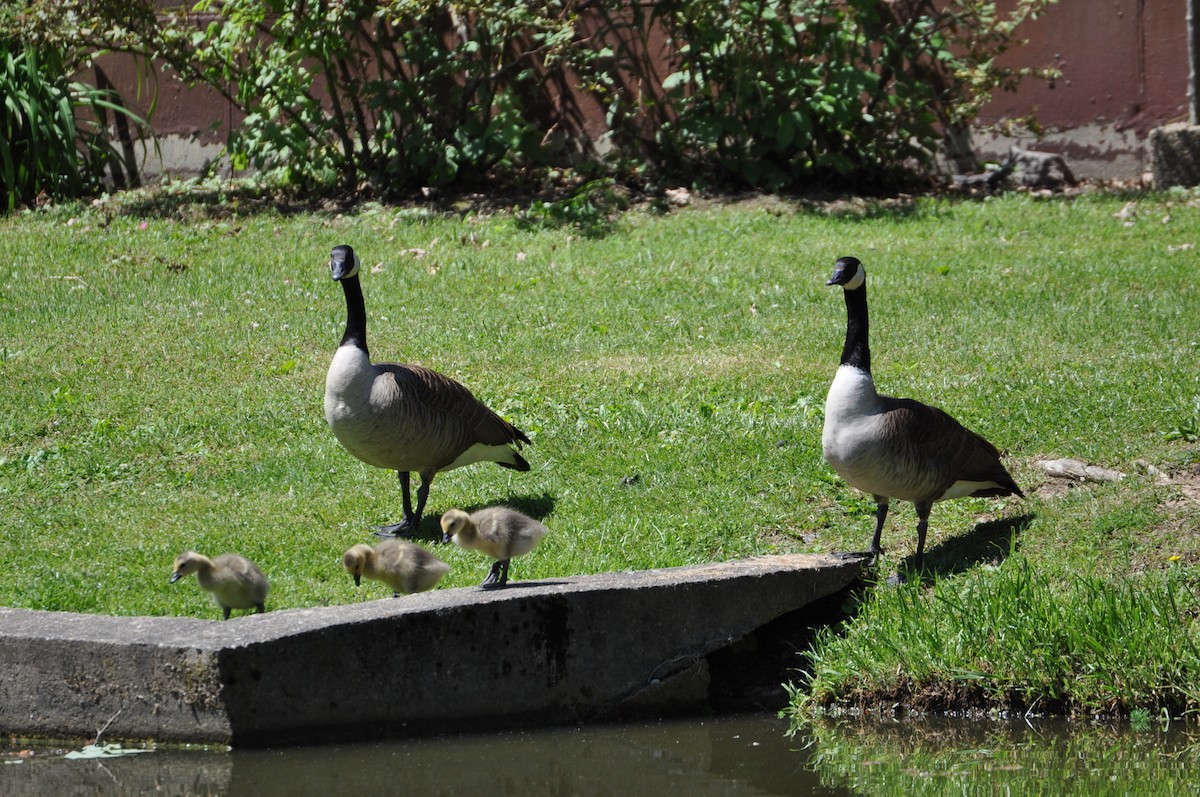 Kanadagans - ML645564491