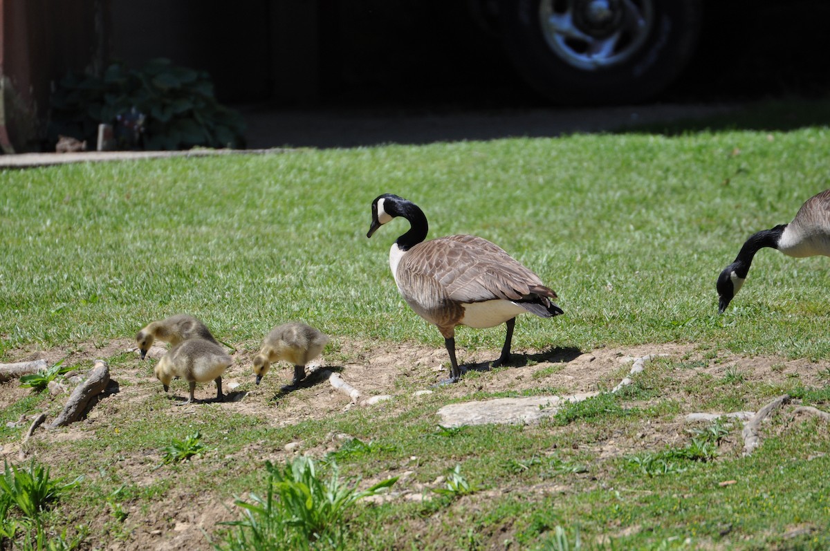 Kanadagans - ML645564492