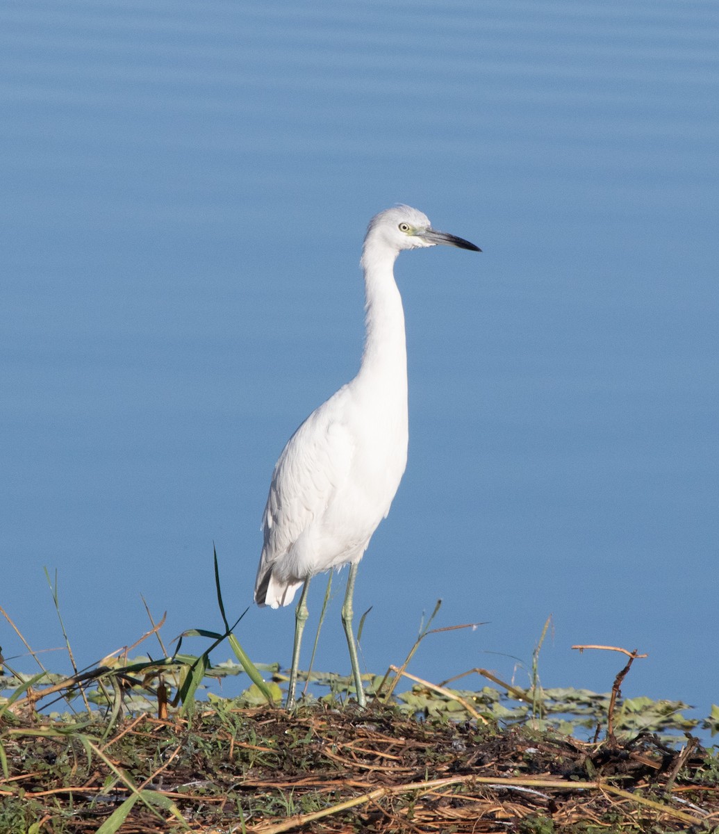 Blaureiher - ML645564493