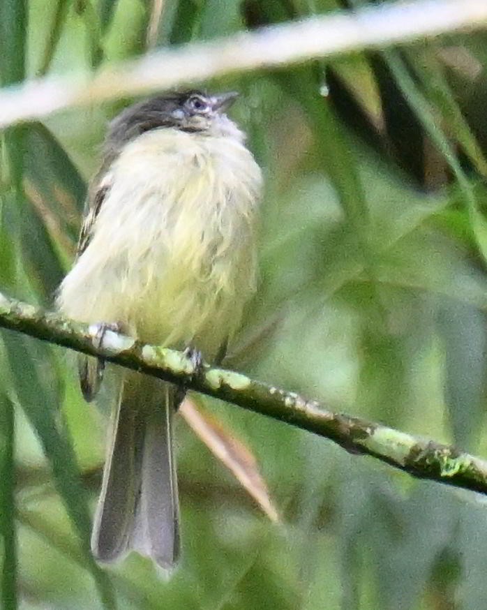 Olivscheitel-Breitschnabeltyrann - ML645564494