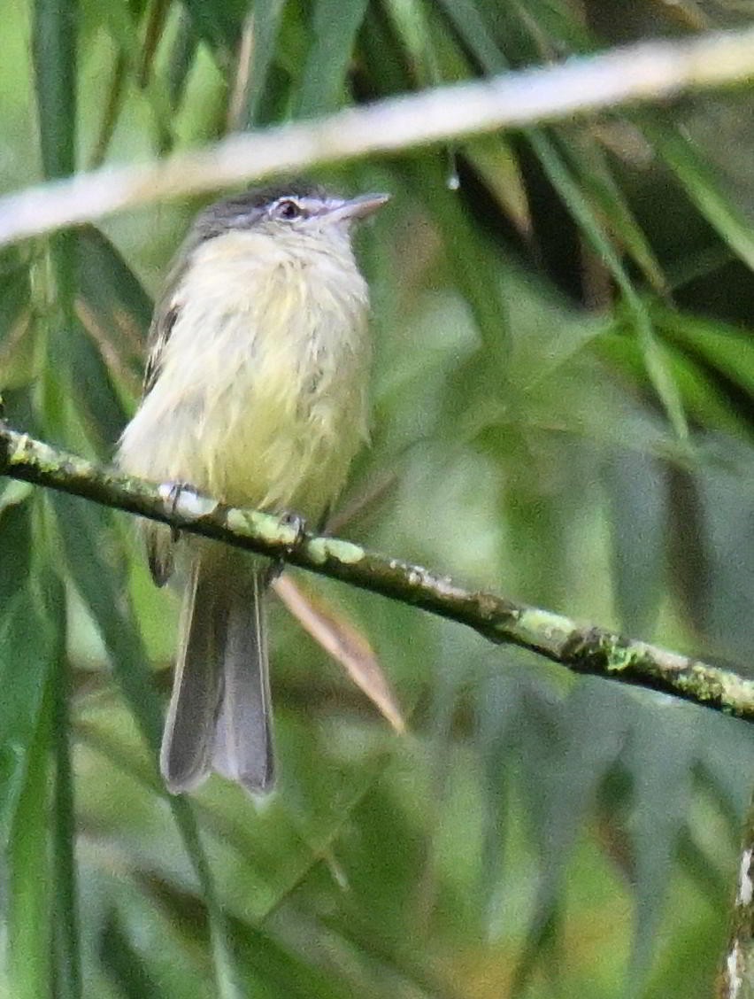 Olivscheitel-Breitschnabeltyrann - ML645564495