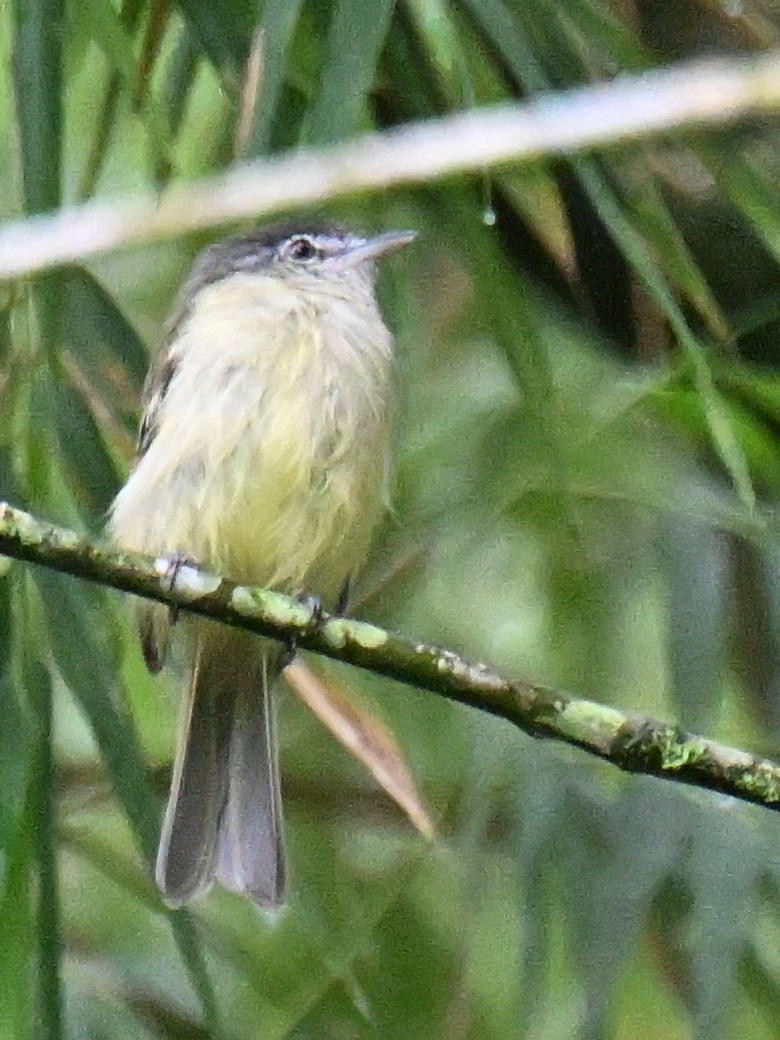 Olivscheitel-Breitschnabeltyrann - ML645564496