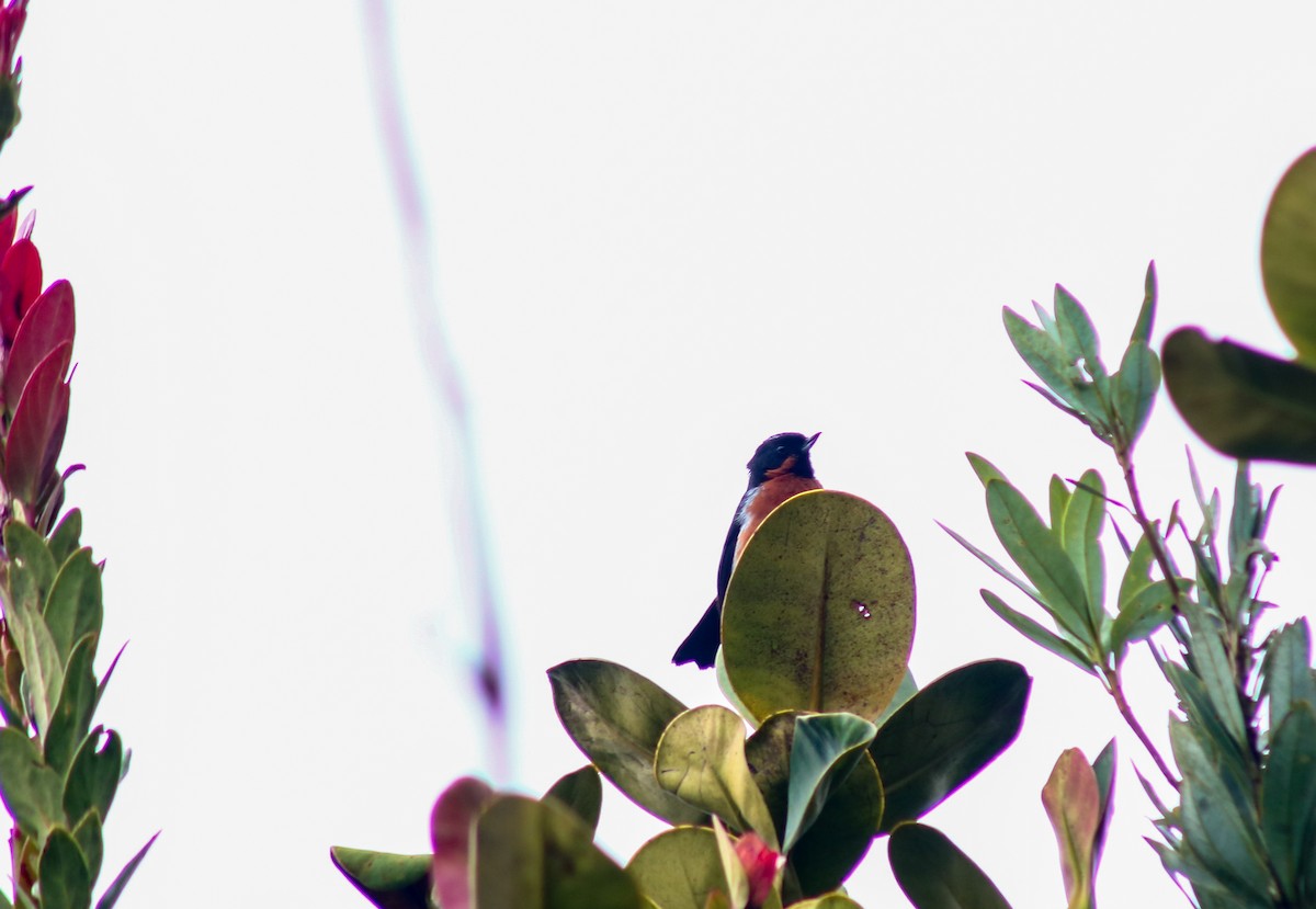 Schwarzkehl-Hakenschnabel - ML645564497