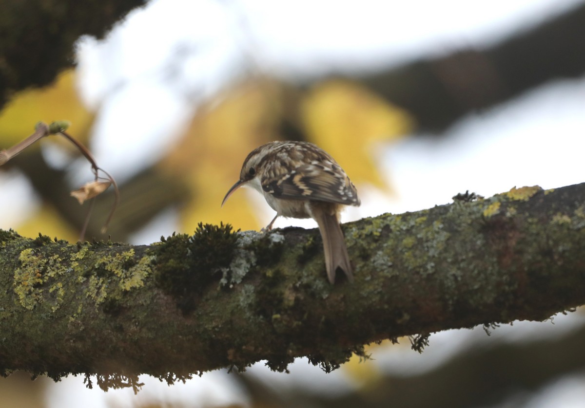 Gartenbaumläufer - ML645564498