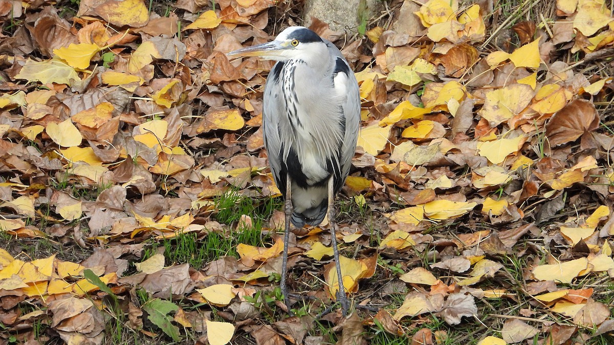 Graureiher - ML645564500