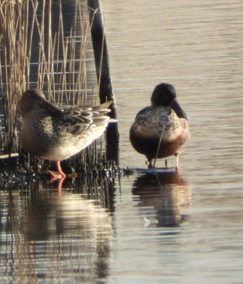 Löffelente - ML645564501