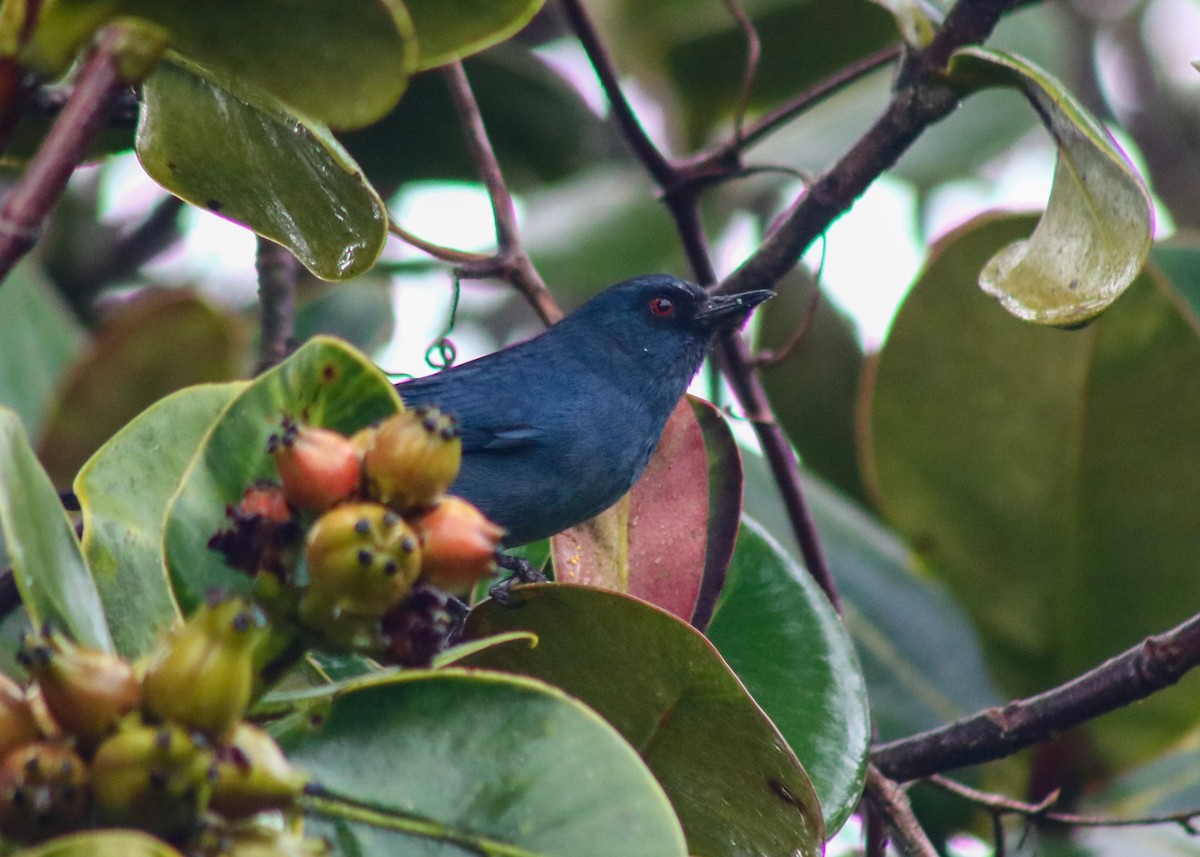 Silberhakenschnabel - ML645564502