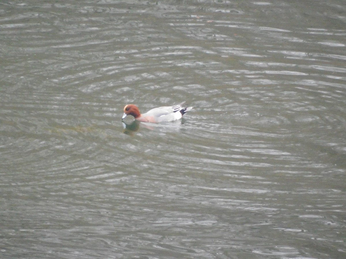 Eurasian Wigeon - ML645564503