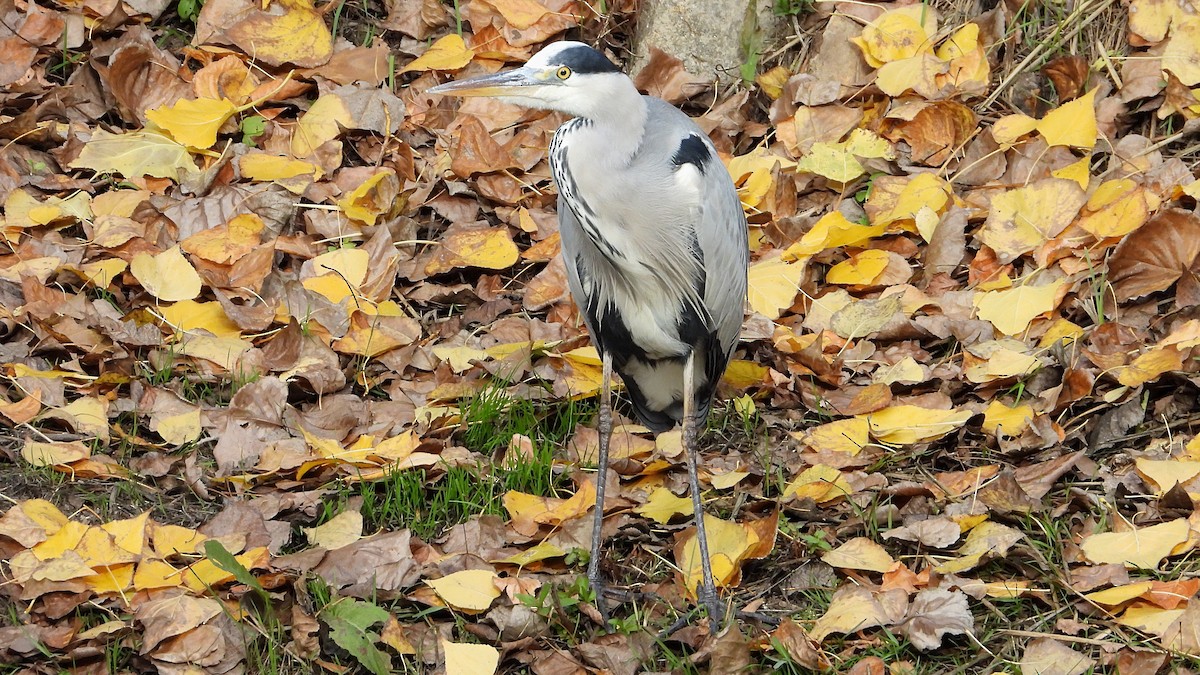 Graureiher - ML645564504