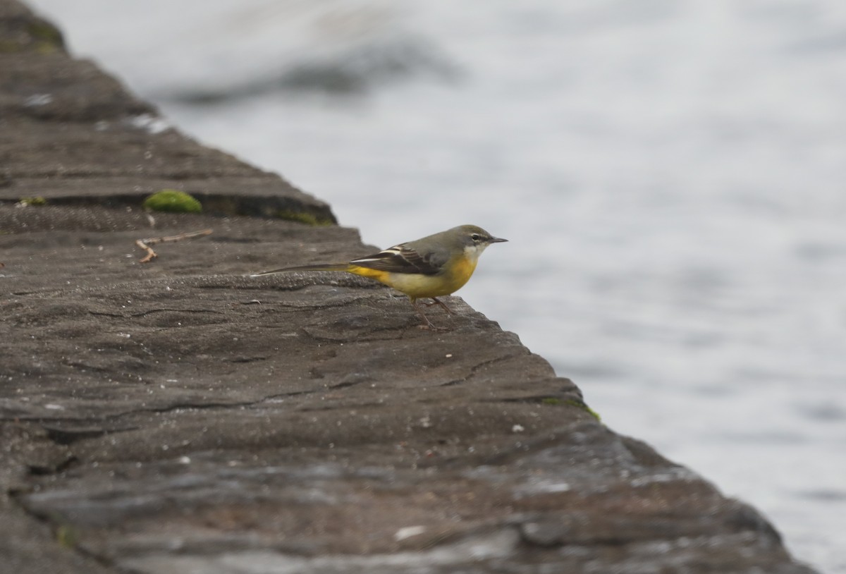 Gebirgsstelze - ML645564505