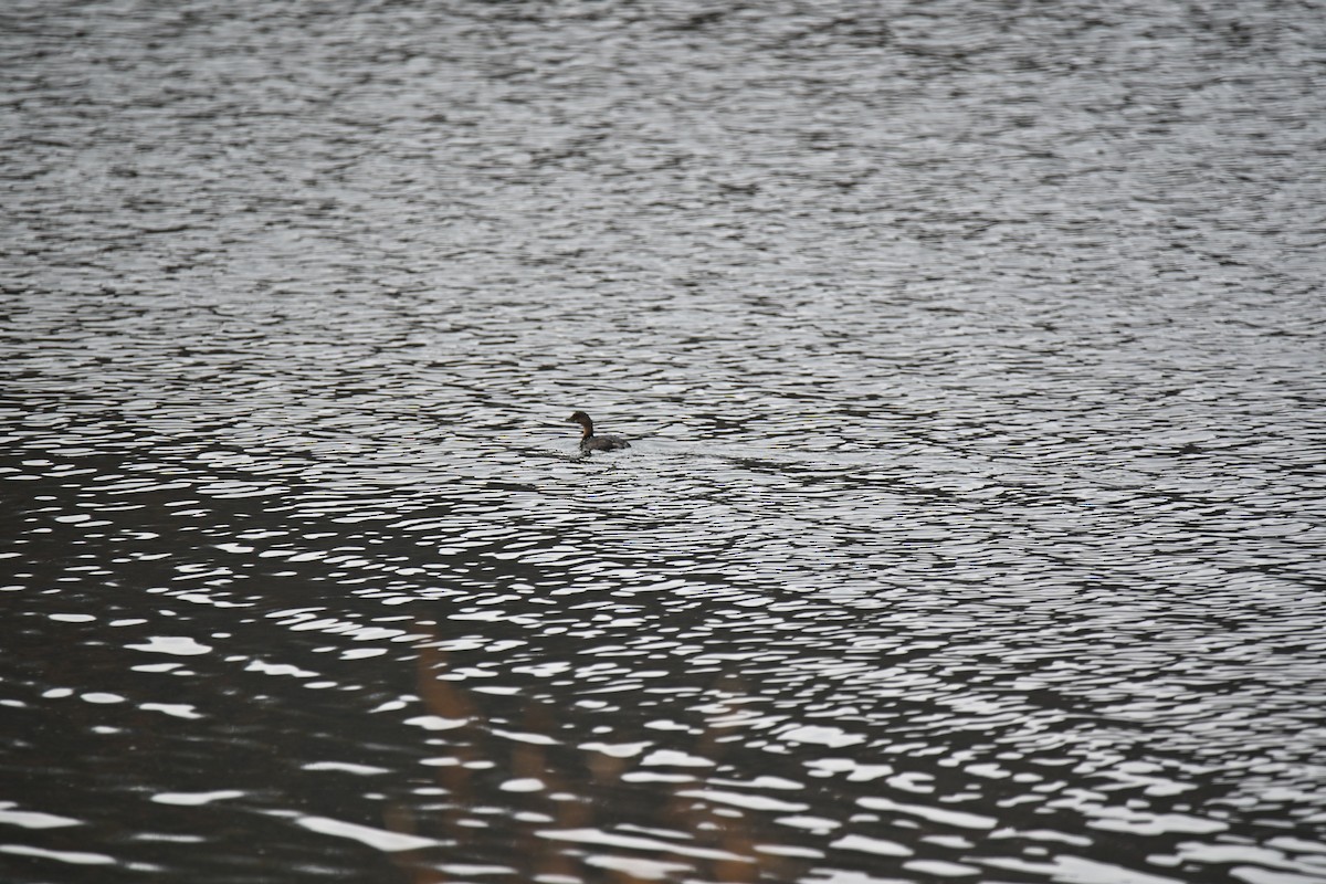 Bindentaucher - ML645564506