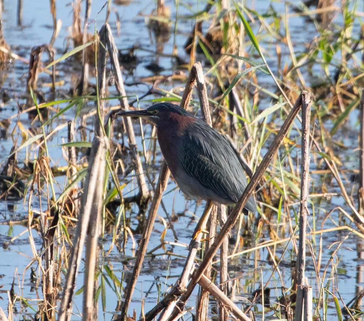 Grünreiher - ML645564508