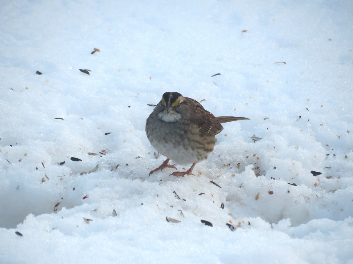 Weißkehlammer - ML645564509