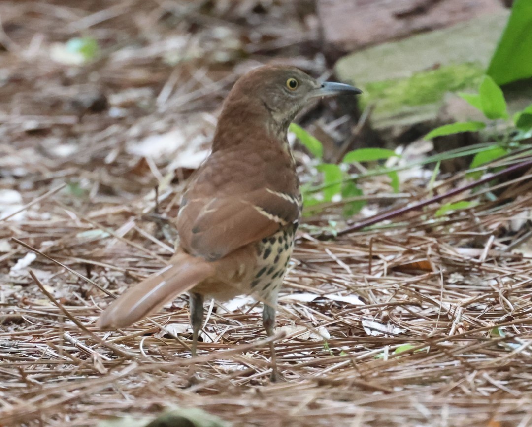 Rotspottdrossel - ML645564510