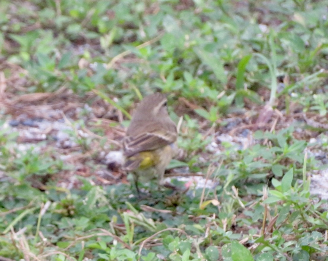 Palmenwaldsänger - ML645564511