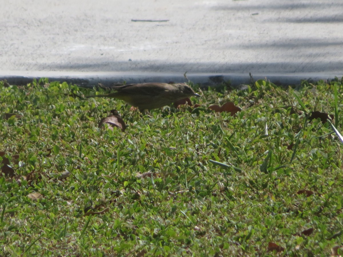 Palmenwaldsänger - ML645564512