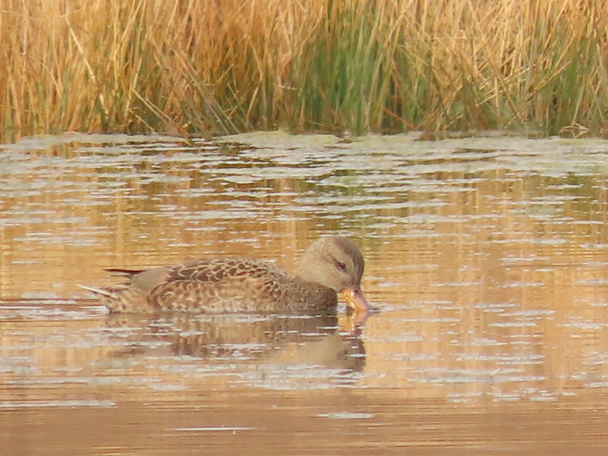 Schnatterente - ML645564513