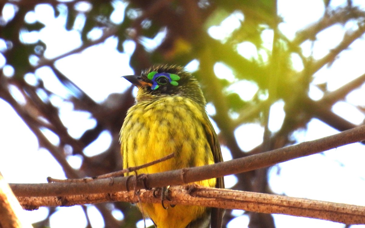 Gelbbauchjala - ML645564518