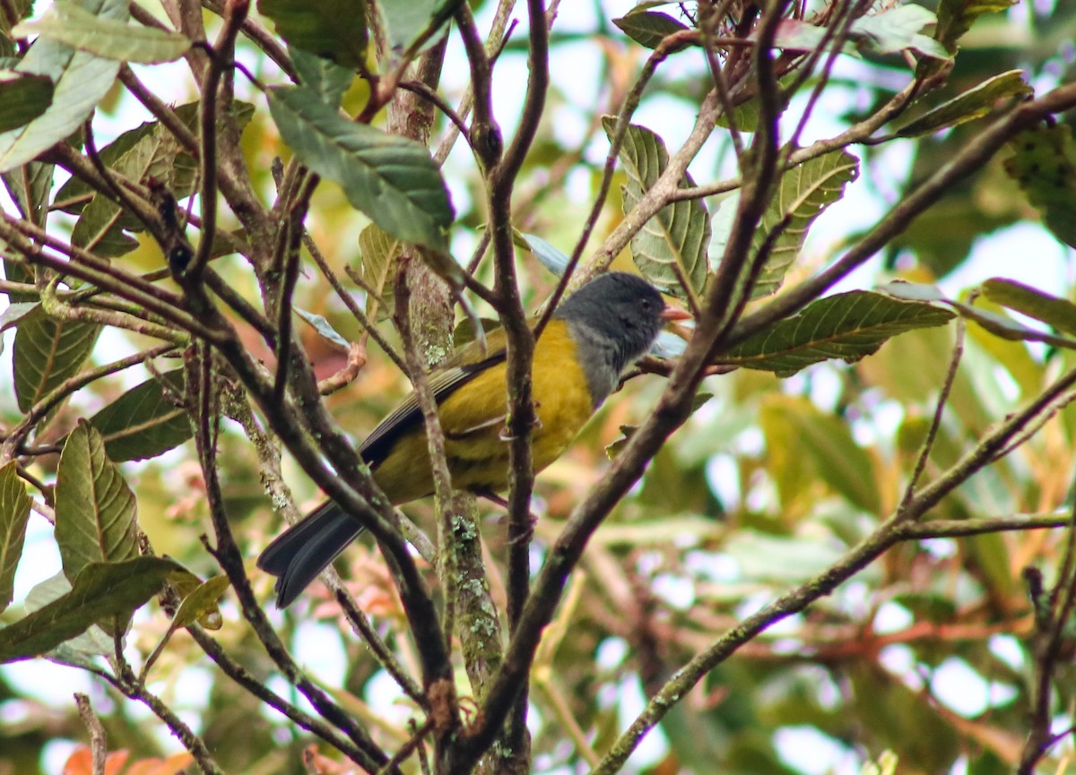 Rosaschnabeltangare - ML645564520