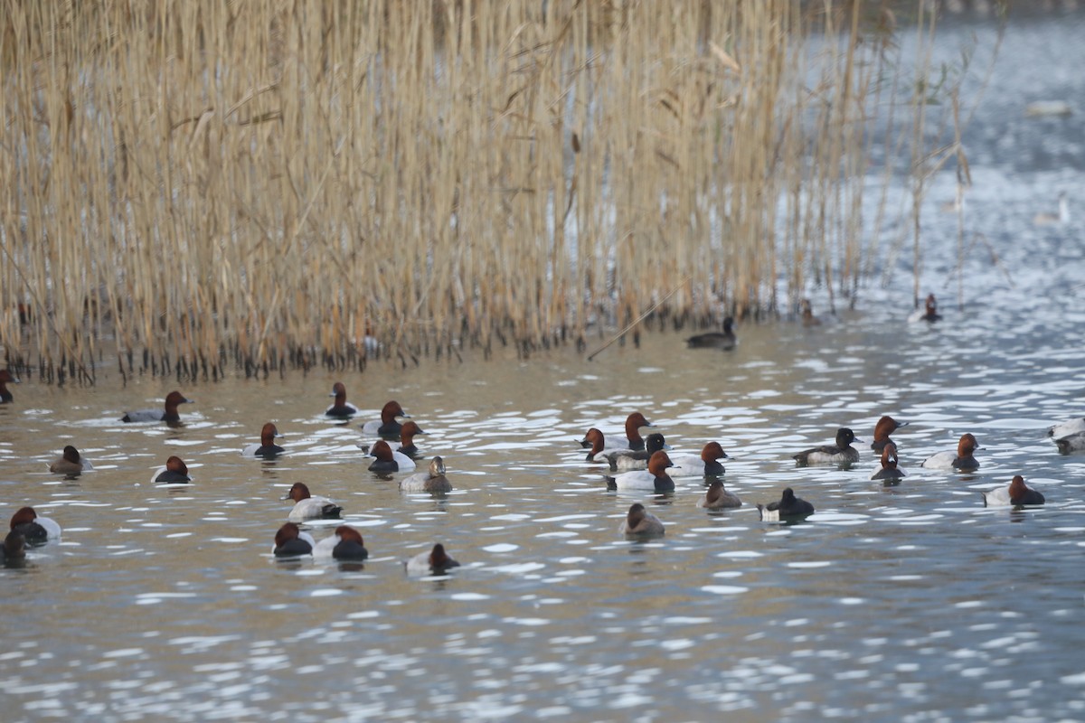 Tafelente - ML645564521