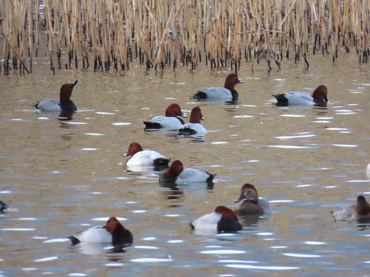 Tafelente - ML645564522