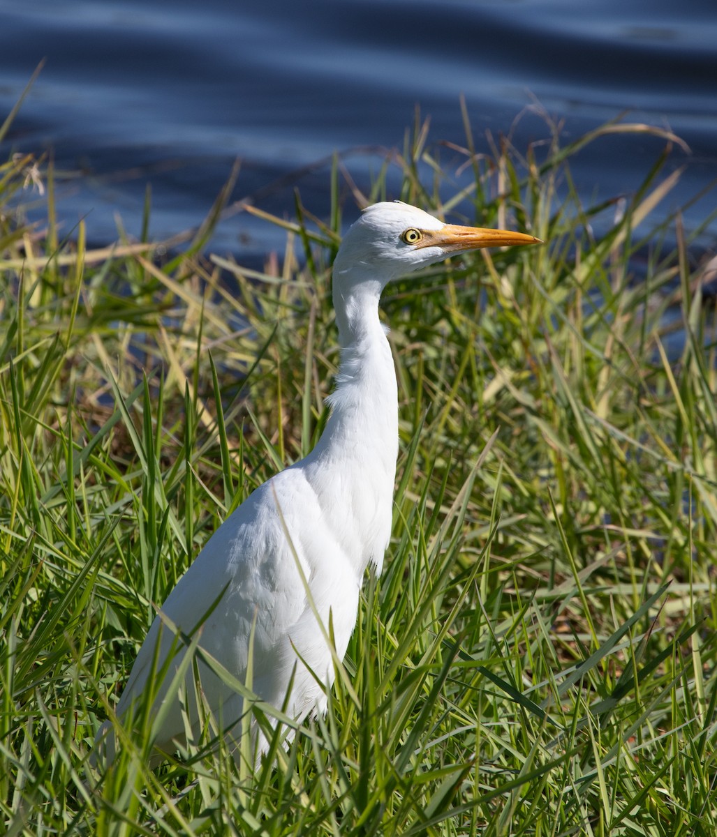 Kuhreiher - ML645564523