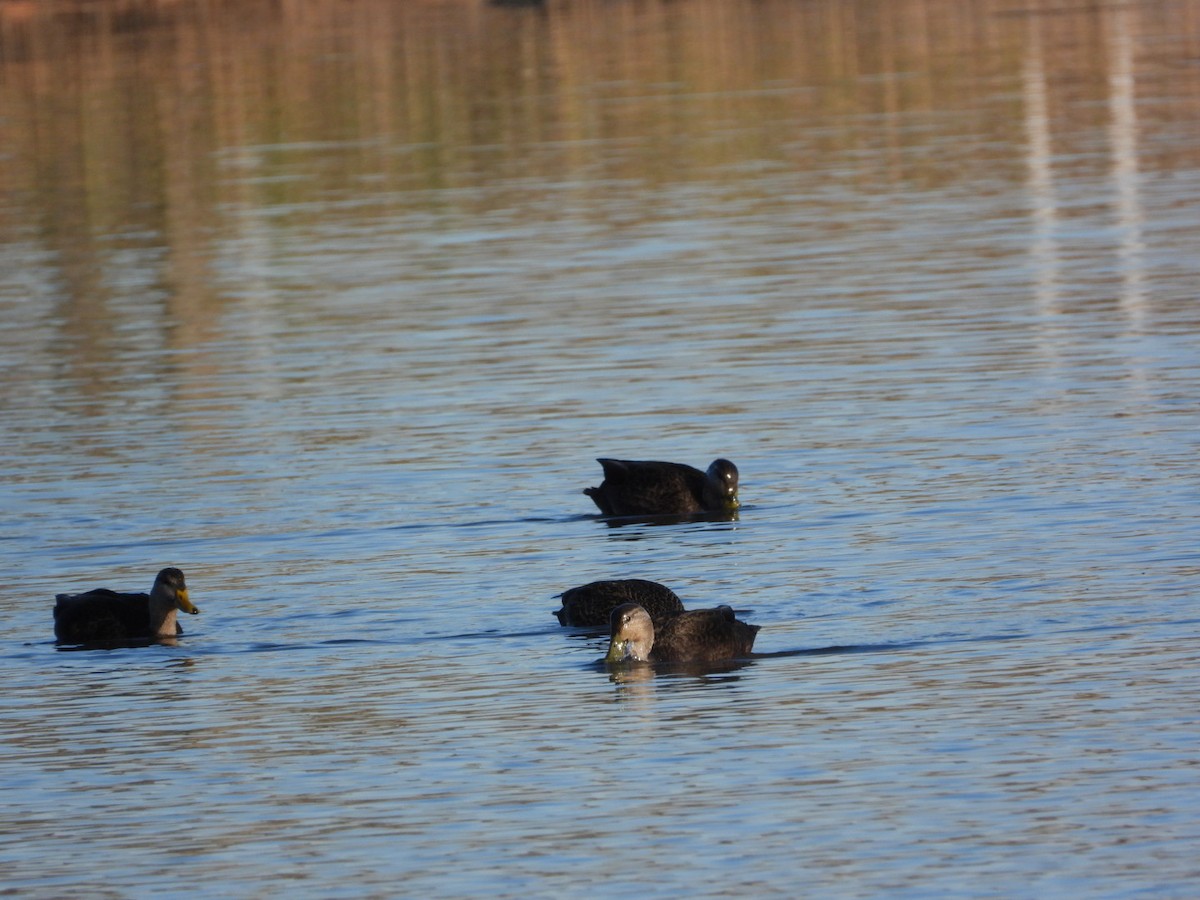 Dunkelente - ML645564524