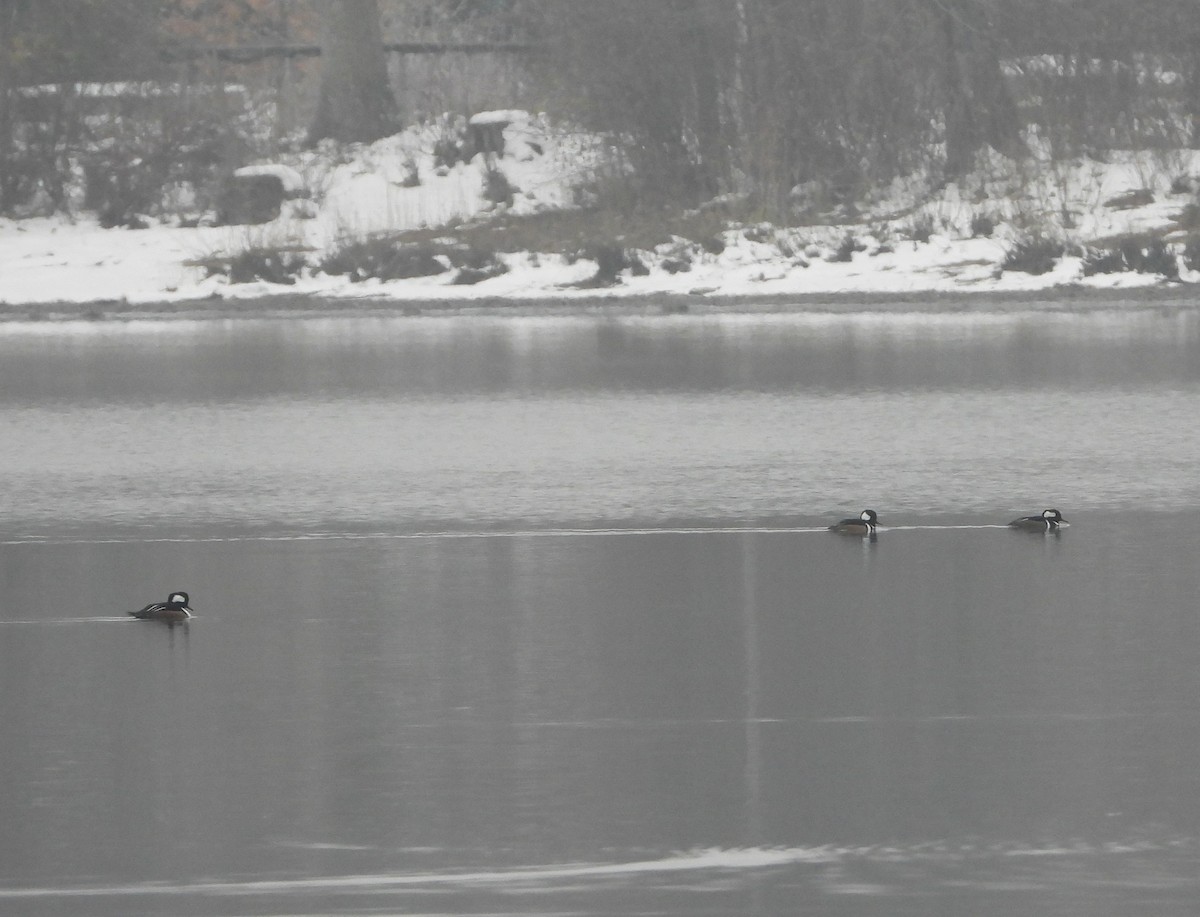 Hooded Merganser - ML645564529
