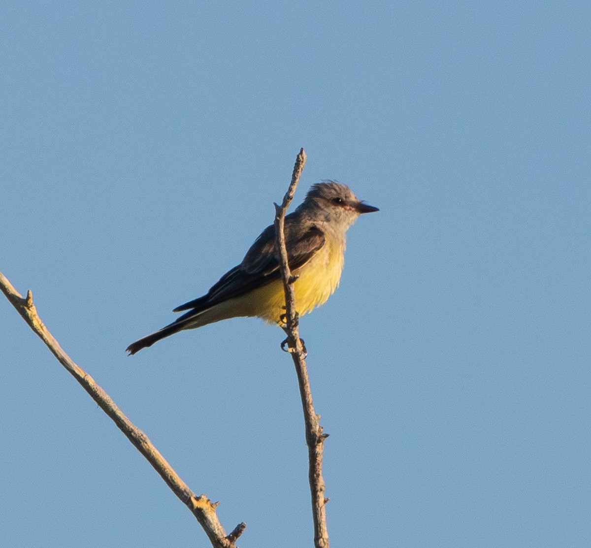 Western Kingbird - ML645564536