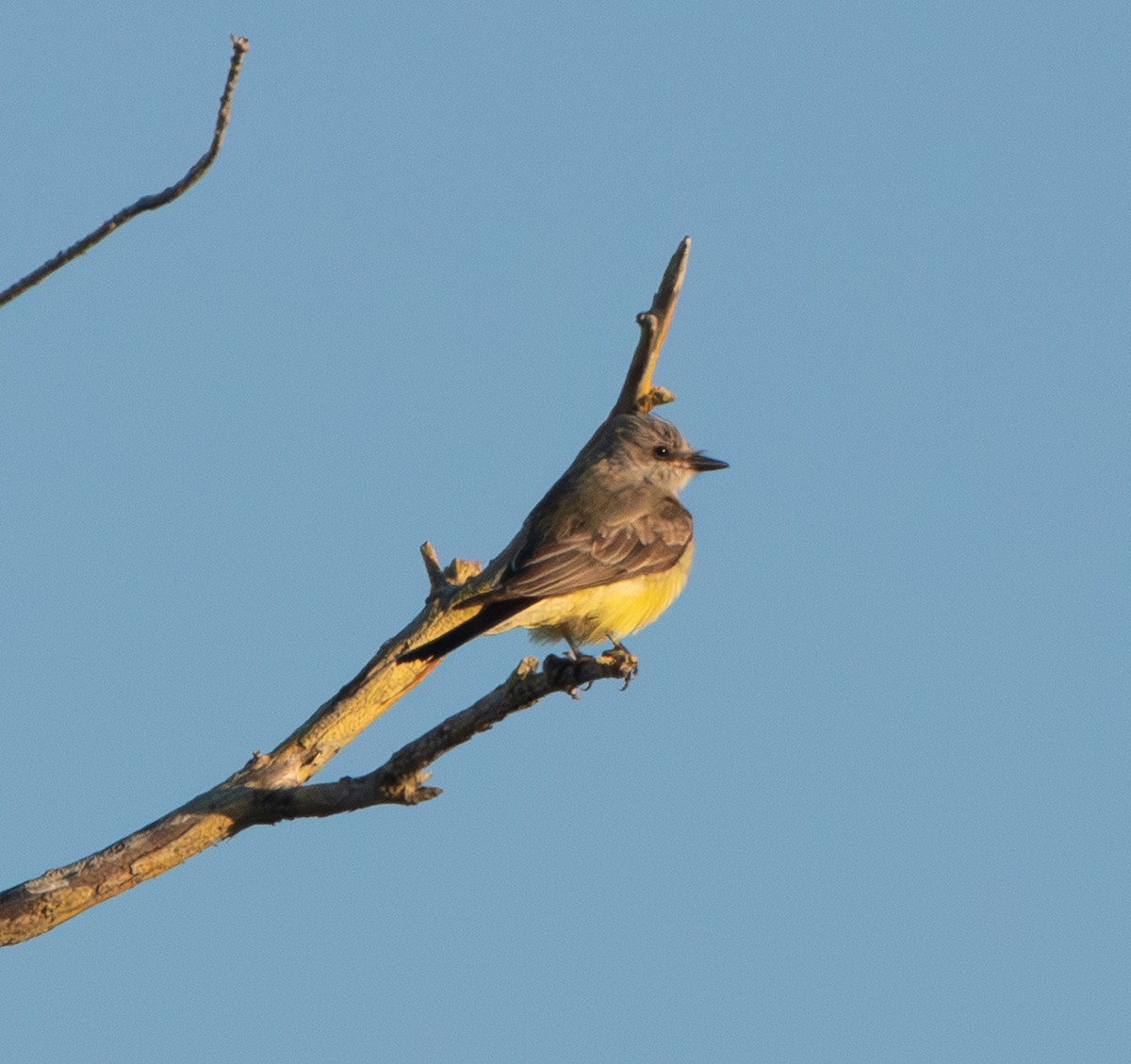 Western Kingbird - ML645564537