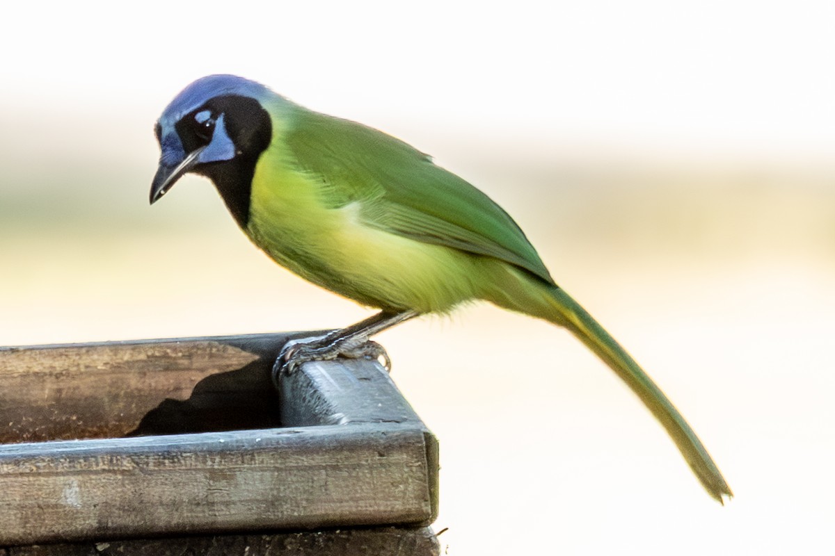 Geai vert - ML645564543