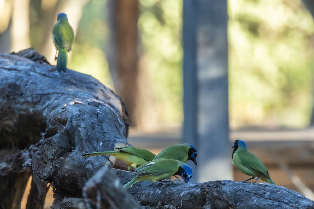 Geai vert - ML645564544