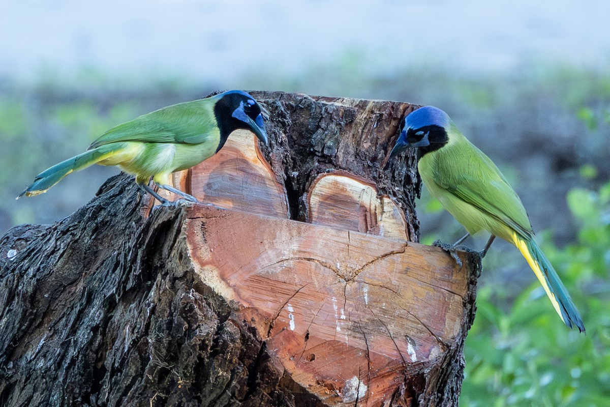 Geai vert - ML645564545