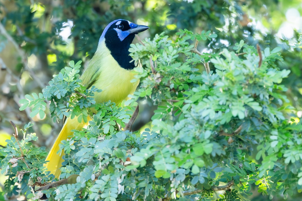 Geai vert - ML645564546