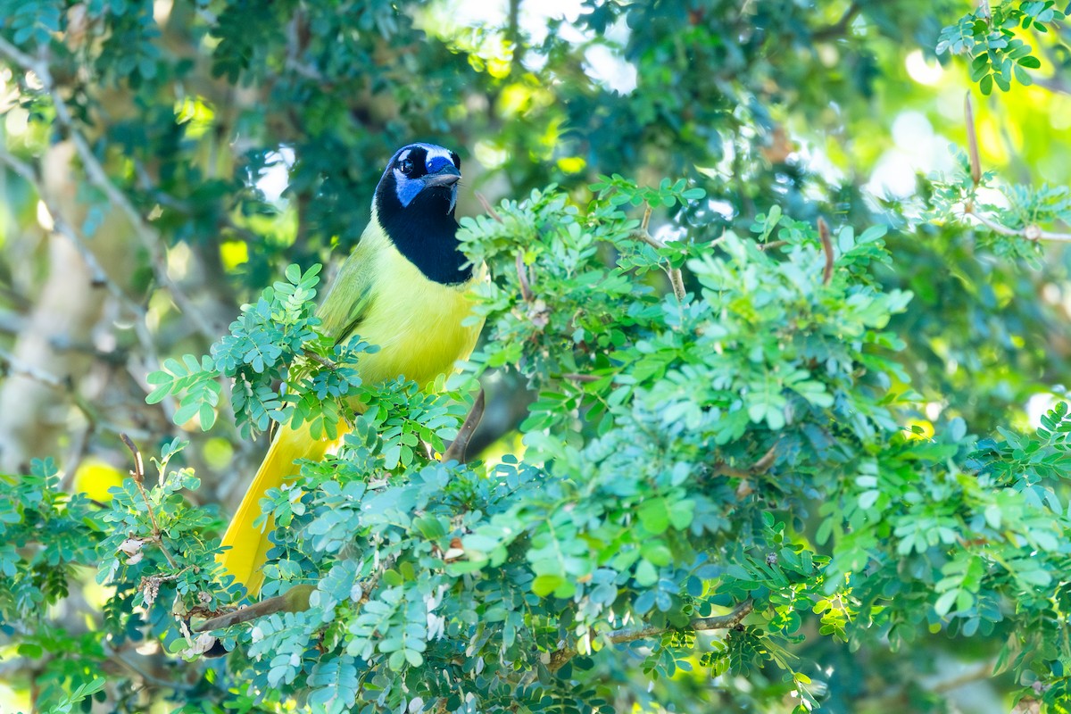 Geai vert - ML645564547