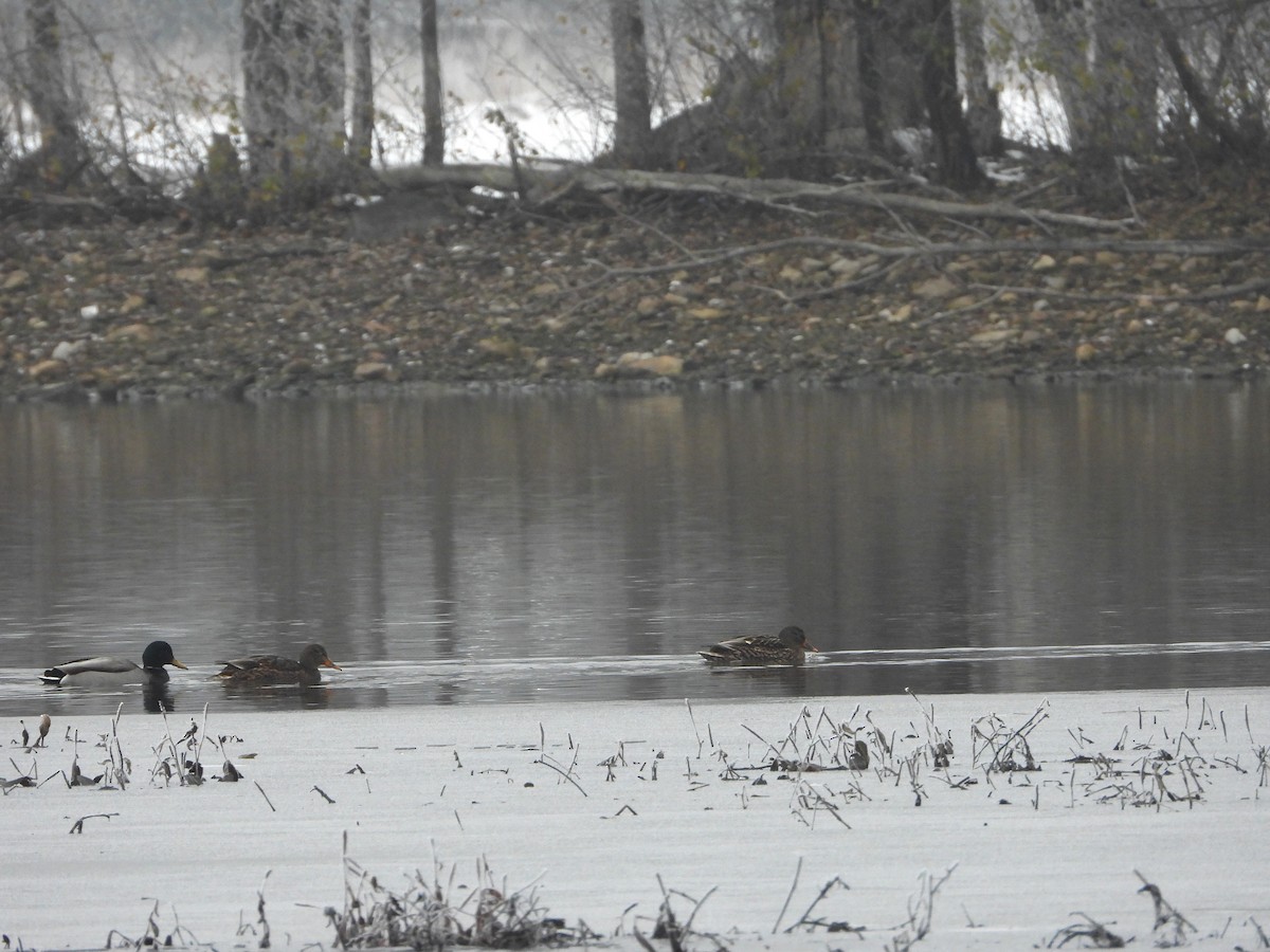 Mallard - ML645564562