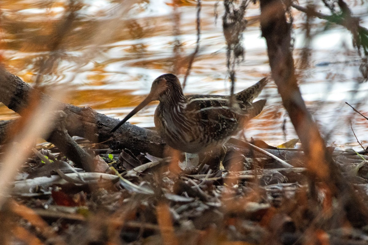 Wilson's Snipe - ML645564572