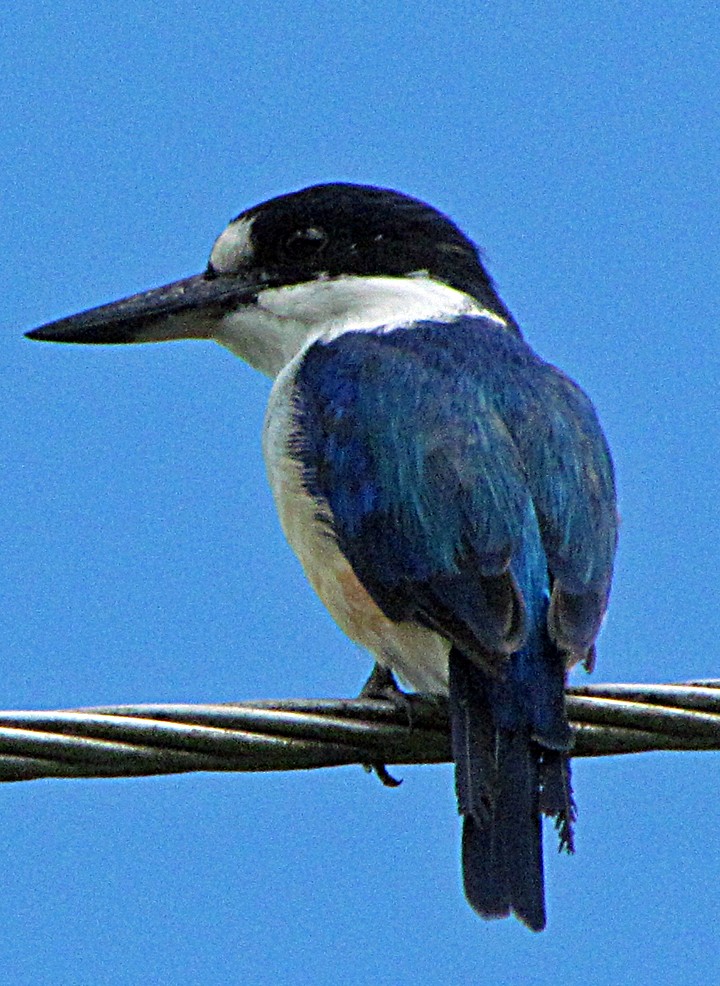 Forest Kingfisher - ML645564575