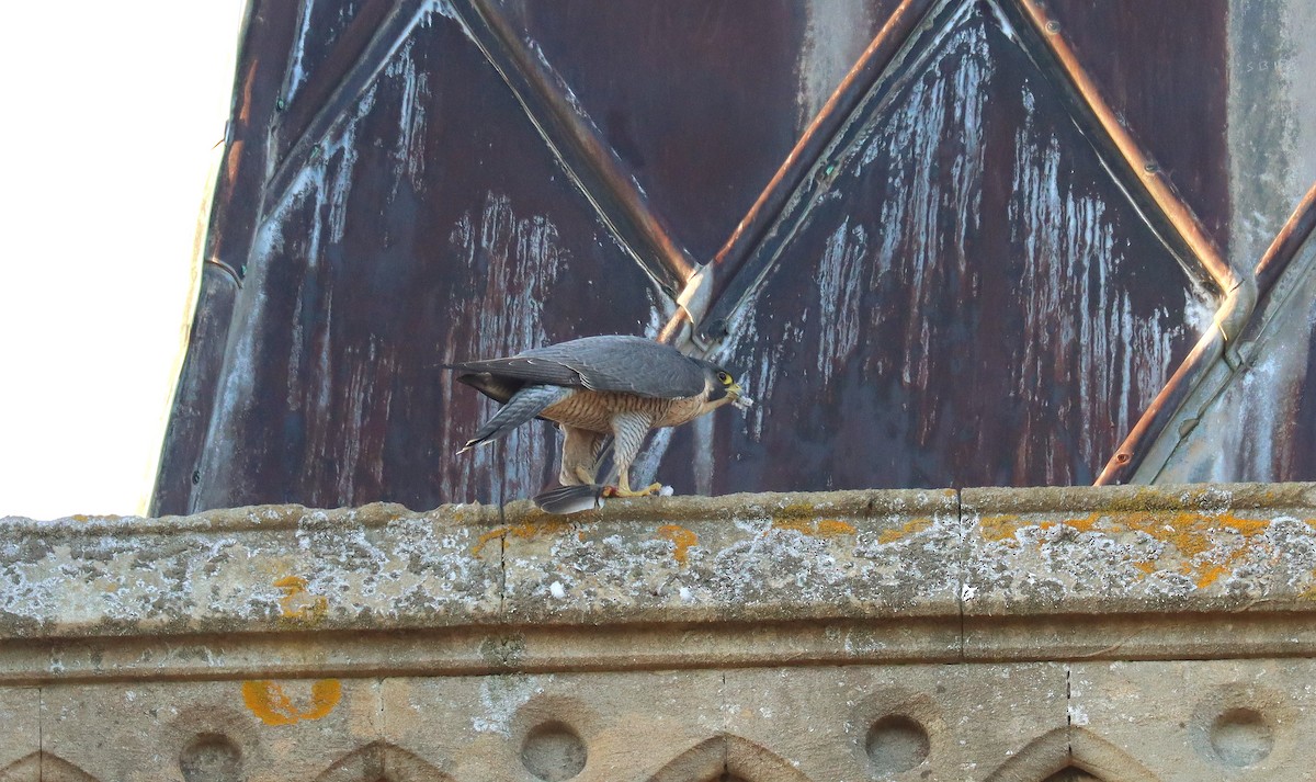 vandrefalk - ML645564579