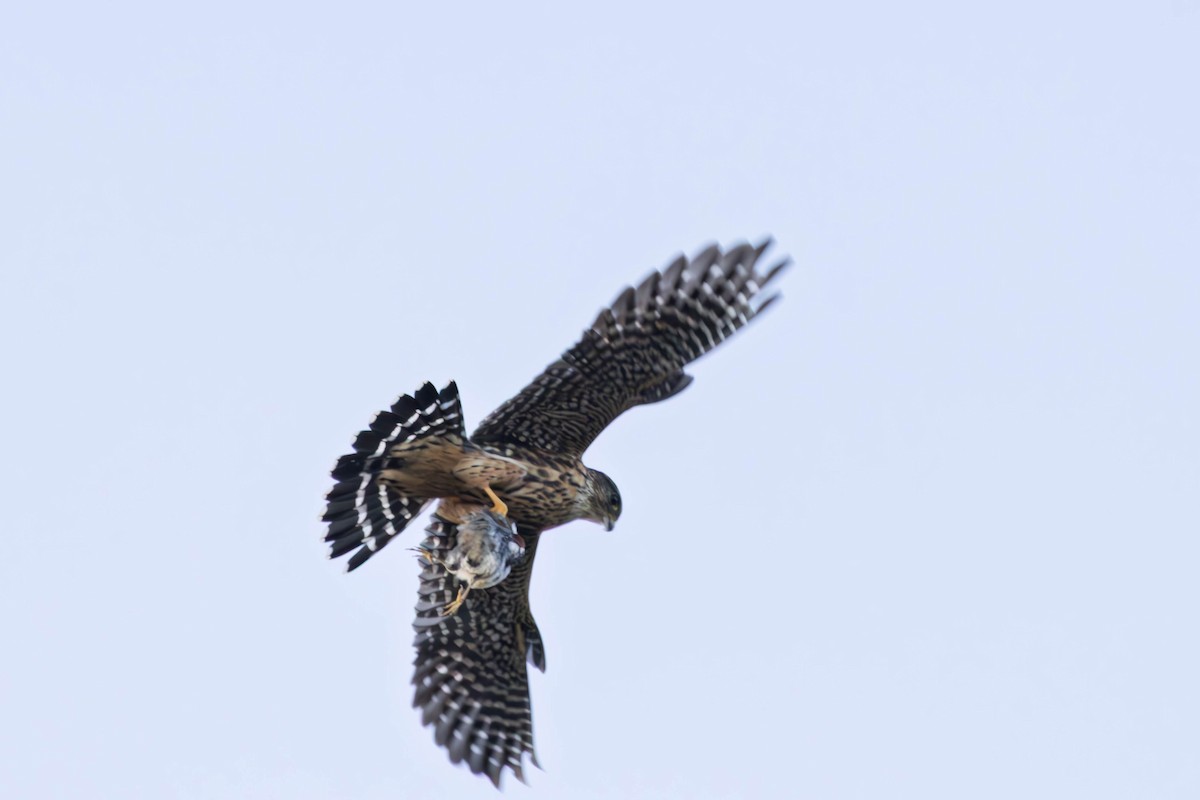 dvergfalk - ML645564585