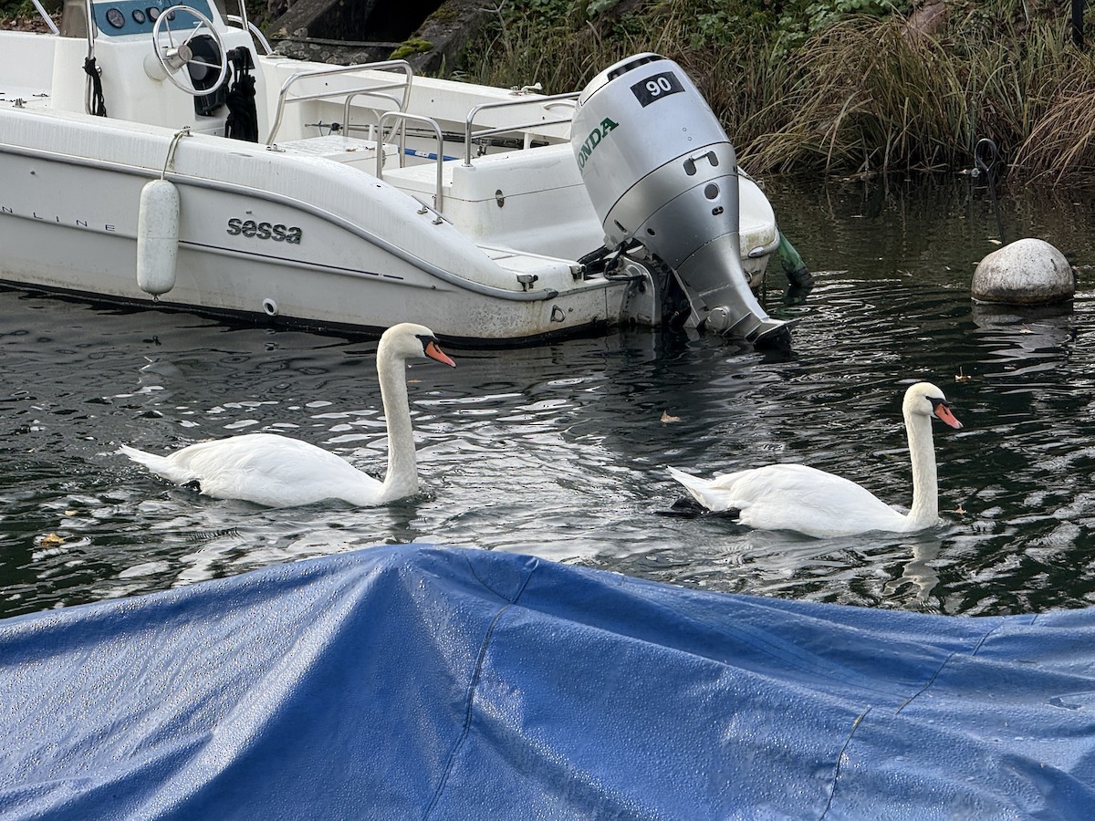 knoppsvane - ML645564586