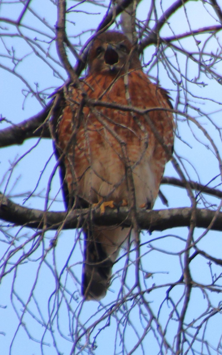 rødvingevåk - ML645564587