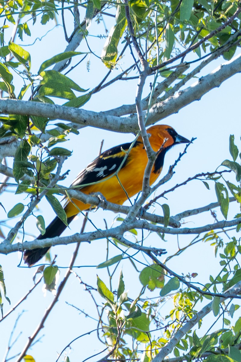 eldoradotrupial - ML645564588