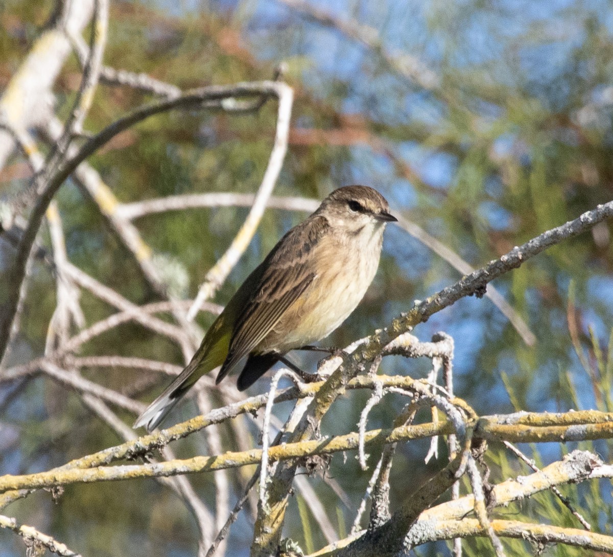 myrparula - ML645564591